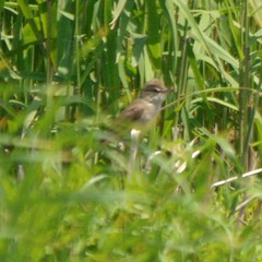 Acrocephalus orientalis