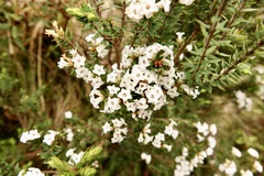 Epacris paludosa