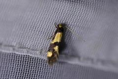 Opogona comptella