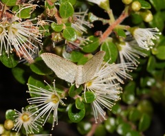 Poecilasthena pulchraria