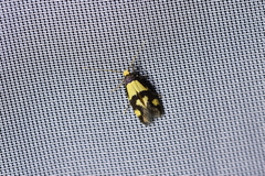 Opogona comptella
