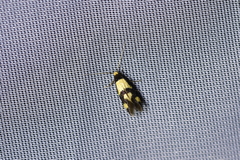 Opogona comptella