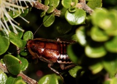 Celatoblatta undulivitta