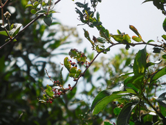 Muehlenbeckia tamnifolia