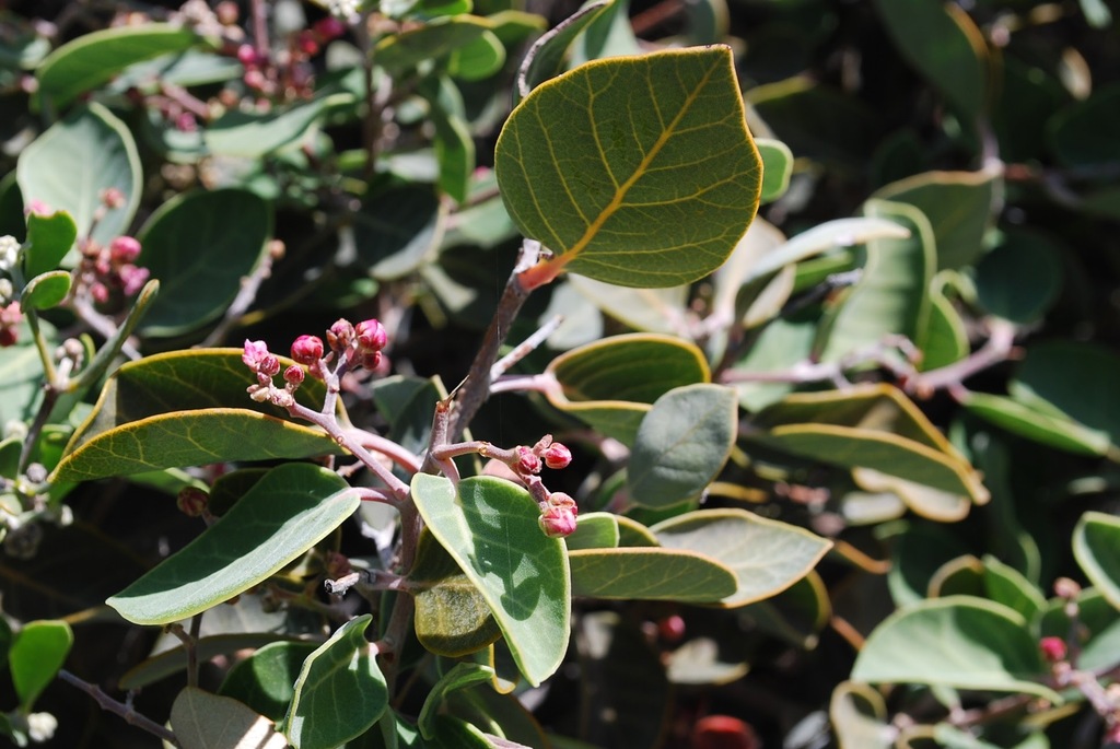 Pink-flowering Sumac
