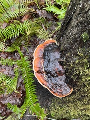 Fomitopsis mounceae
