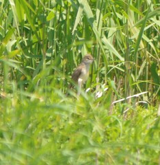 Acrocephalus orientalis