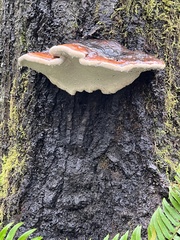 Fomitopsis mounceae