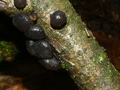 Exidia glandulosa