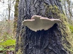 Fomitopsis mounceae