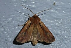 Ichneutica atristriga