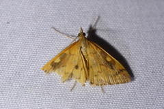 Mnesictena flavidalis