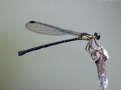 Lestoidea