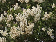 Melaleuca preissiana
