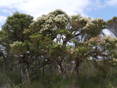 Melaleuca preissiana