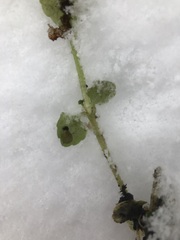 Chrysosplenium americanum