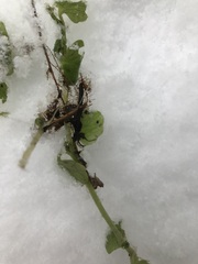 Chrysosplenium americanum