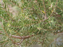 Melaleuca preissiana