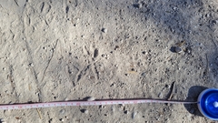 Geococcyx californianus