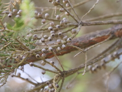 Melaleuca preissiana