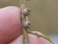 Melaleuca preissiana
