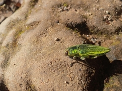 Chrysodema dalmanni