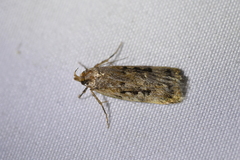 Barea exarcha