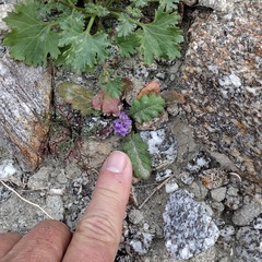 Phacelia crenulata minutiflora