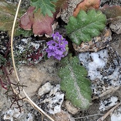 Phacelia crenulata minutiflora
