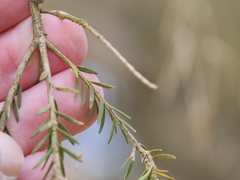 Melaleuca preissiana