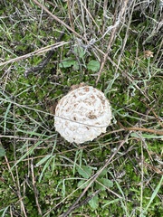 Amanita magniverrucata
