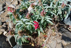 Penstemon cerrosensis