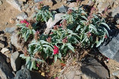 Penstemon cerrosensis