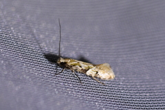 Crypsitricha mesotypa