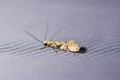 Crypsitricha mesotypa