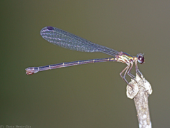 Lestoidea