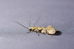 Crypsitricha mesotypa