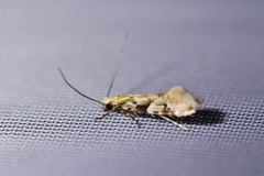 Crypsitricha mesotypa