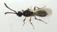 Diapriinae