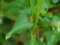 Diekeana admirabilis