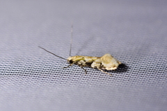 Crypsitricha mesotypa