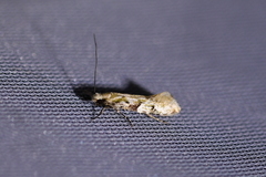 Crypsitricha mesotypa