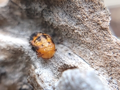 Coccinellini