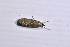 Eudonia submarginalis