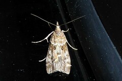 Eudonia submarginalis