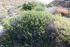 Rhamnus insula