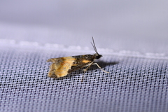 Eudonia chlamydota