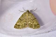 Pseudocoremia indistincta