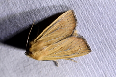 Ichneutica blenheimensis