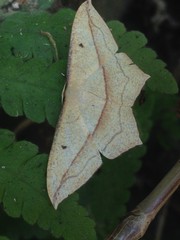 Timandra convectaria